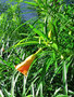 vignette Apocynaceae - Thevetia neriifolia - Trompette d'or