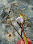 vignette Xanthorrhoeaceae - Dianella ensifolia - Dianelle ensifolie