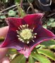 vignette Helleborus orientalis 'Nigra' - Hellebore