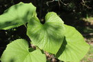 vignette Torricellia tiliifolia / Torricelliaceae / Tibet, Npal, Assam, Bhoutan, Chine mridionale, Vietnam