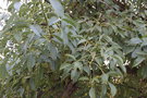 vignette Erythrina crista-gallii / Fabaceae / Brsil