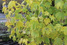 vignette Acer heldreichii / Sapindaceae / Balkans