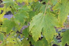 vignette Acer heldreichii / Sapindaceae / Balkans