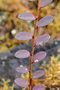 vignette Cathetus chrysanthus