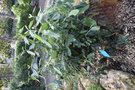 vignette Garrya laurifolia ssp. macrophylla / Garryaceae / Mexique