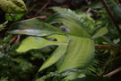 vignette Philodendron squamiferum / Araceae / Guyane