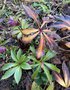 vignette Helleborus orientalis 'Nigra' - Hellebore noire