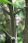 vignette Fraxinus quadrangulata / Oleaceae / Canada, USA