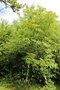 vignette Fraxinus stylosa / Oleaceae / Chine