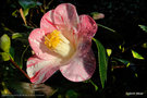 vignette Camélia , Camellia japonica de semis à fleurs tricolores , auto nettoyant ,  dans ma jungle