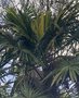 vignette Trachycarpus fortunei 'Variegata' - Palmier de chine panaché