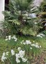 vignette Trachycarpus fortunei et Narcissus ‘Ziva’