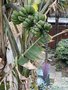 vignette Musa yunnanensis - Bananier du Yunnan