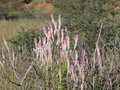 vignette Celosia argentea, Namibie