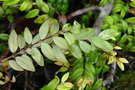 vignette Uromyrtus artensis