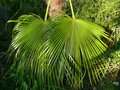 vignette Trachycarpus wilailak ?, mon jardin
