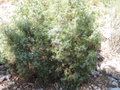 vignette Juniperus oxycedrus