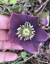 vignette Helleborus orientalis 'Nigra' - Hellebore noire