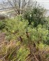 vignette Banksia sp