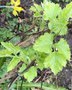 vignette Clematis heracleifolia 'Cte d'Azur'
