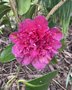 vignette Camellia japonica 'Violet Bouquet'