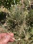 vignette Allium porrum - Poireau (germination sur les têtes florales)