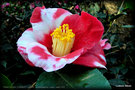 vignette Camlia ' TSUKY-NO-WA ' = ' ROBERT LASSON ' camellia japonica. origine : Japon 1975,