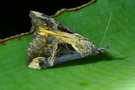 vignette Papillon (Dichromia quinqualis)