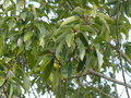 vignette Quercus myrsinifolia, Feillens 01