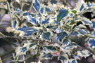 vignette Ilex aquifolium 'Handsworth New Silver'