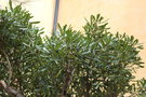 vignette Pseudopanax crassifolius / Araliaceae / Nouvelle-Zlande