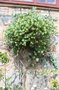 vignette Lonicera reticulata / Caprifoliaceae / Est USA