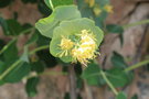 vignette Lonicera reticulata / Caprifoliaceae / Est USA