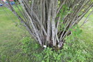 vignette Syringa tomentella ssp. yunnanensis