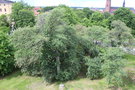 vignette Sorbus intermedia / Rosaceae / Scandinavie