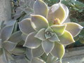 vignette Graptoveria 'Cap Ferrat ' ?