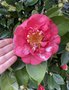 vignette Camellia japonica ‘R.L. Wheeler