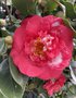 vignette Camellia japonica ‘R.L. Wheeler