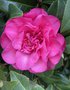 vignette Camellia japonica cv