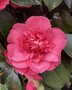 vignette Camellia japonica cv