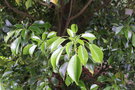 vignette Trochodendron aralioides