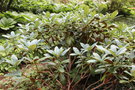 vignette Rhododendron campanulatum ssp. aeruginosum
