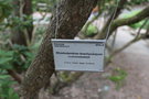 vignette Rhododendron brachycarpum