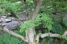 vignette Enkianthus campanulatus / Ericaceae / Japon