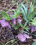 vignette Helleborus orientalis 'Nigra' - Hellebore noire