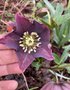 vignette Helleborus orientalis 'Nigra' - Hellebore noire