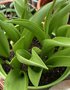 vignette Tulipa saxatilis