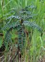 vignette Sorbus filipes / Rosaceae / Sud-ouest Chine