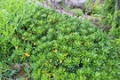 vignette Daphne laureola ssp. philippi