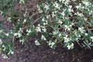 vignette Daphne oleoides ssp. kurdica / Thymelaceae / Est Turquie, ouest Iran